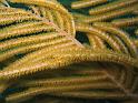 gorgone Pseudoterogorgia sp 2